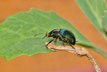Fototapeta premium Sweet potato leaf beetle Typophorus nigritus insect crop damage nature pest control. 