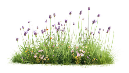 PNG Lavender flowers grass green.