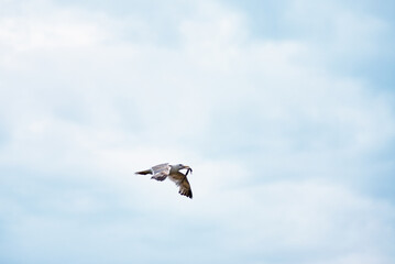 Seagull in Flight Carrying Food Against a Clear Sky..