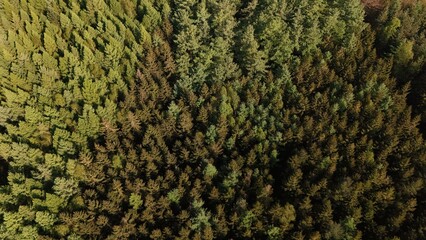 green forest drone view background