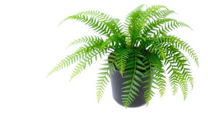 Fototapeta premium A vibrant green fern plant in a dark pot against a stark white background in a studio setting
