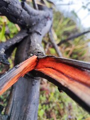 Charred wood branch with vibrant orange-red interior.