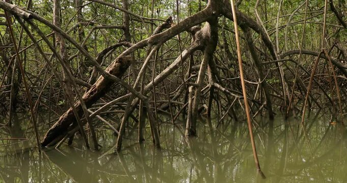 Mangrove wood in the coastal pacific water