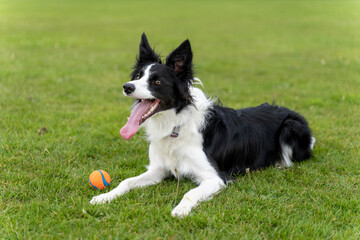 Playful Dog in the Park
