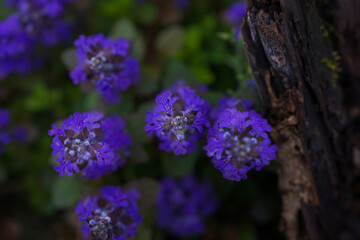 綺麗な青紫のアジュガ（十二単）の花
