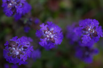綺麗な青紫のアジュガ（十二単）の花 