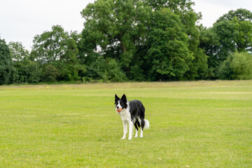 Dog Playing in Field