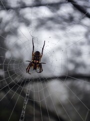 Spider centered in intricate web, covered in water droplets.