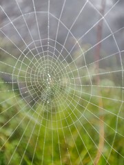 Dew-kissed spiderweb intricate design.
