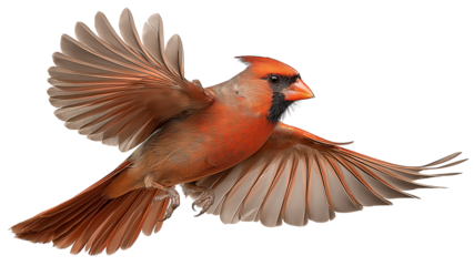 A cardinal flying isolated on transparent background, real photo, stock photography, high resolution