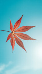 Single Red Japanese Maple Leaf Against a Blue Sky