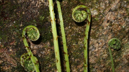 fern near the rock © Павел левкович
