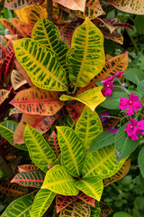 Foliage of striking variegated leaves of a Croton plant or Codiaeum variegatum and magenta flowers of an Impatiens plant blooming nearby, vivid display of tropical biodiversity in an ornamental garden