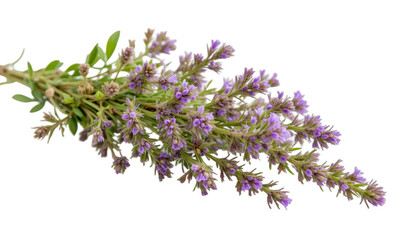 Herbal medicine plant Satureja hortensis or Summer savory on transparent background