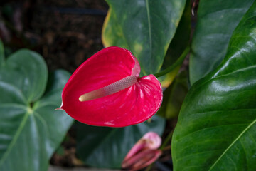Striking Anthurium andraeanum also known as the flamingo flower or laceleaf, tropical plant with glossy, heart-shaped spathes and a distinctive spadix at center, thriving in humid and shaded gardens