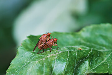 A close-up of two honey flies mating.