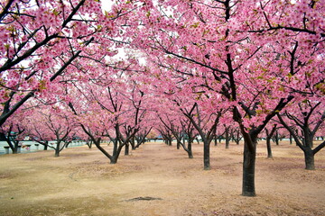 Fototapeta premium 山口 萩 親水公園 河津桜 親水公園河津桜 春