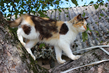 Calico Cat by Fence. Calico cat with white chest and orange patches sitting in grass near wooden fence. Colorful feline outdoor scene