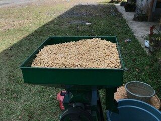 Arabica coffee beans being dried in the sun. Ready to be peeled into green beans.