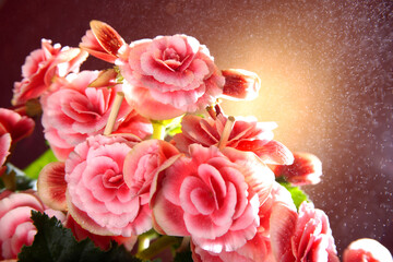 Begonia, with a white and red flower, against a cocoa background. Begonia flower with pollen or sprinkled with water. Balcony and garden flowers that can also be grown at home