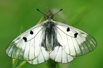 Clouded Apollo, Parnassius mnemosyne, protected species of buttefly