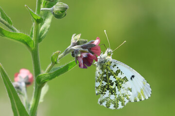 Orange tip, Anthocharis cardamine, beautiful macro of butterfly on flower