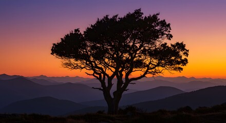 Lone Tree Against Vibrant Sunset Sky in Serene Landscape