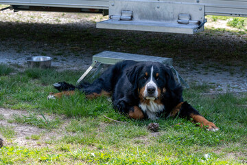 A mountain dog in front of a recreational vehicle