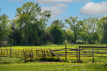 Beautiful horses in a Tennessee field
