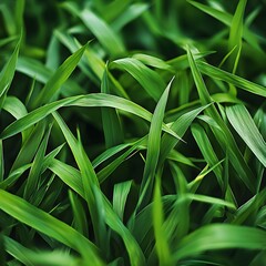 Obraz premium Photo of Lush Green Grass Close-Up Showing Fine Texture and Vibrant Natural Color for Outdoor Theme