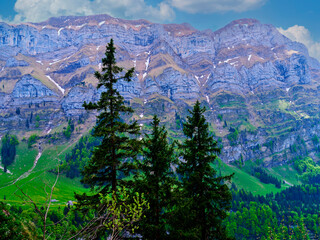 Stunning mountain landscape with lush greenery and tall conifer trees beneath a clear blue sky
