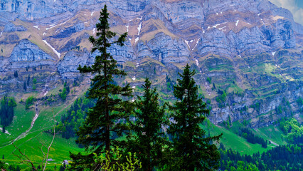 Majestic mountain landscape showcasing pine trees and rocky terrain under a clear sky in early morning light