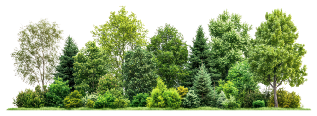 PNG Group of trees forest landscape outdoors.