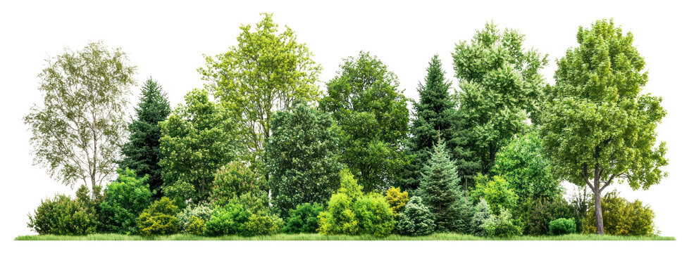 Fototapeta PNG Group of trees forest landscape outdoors.