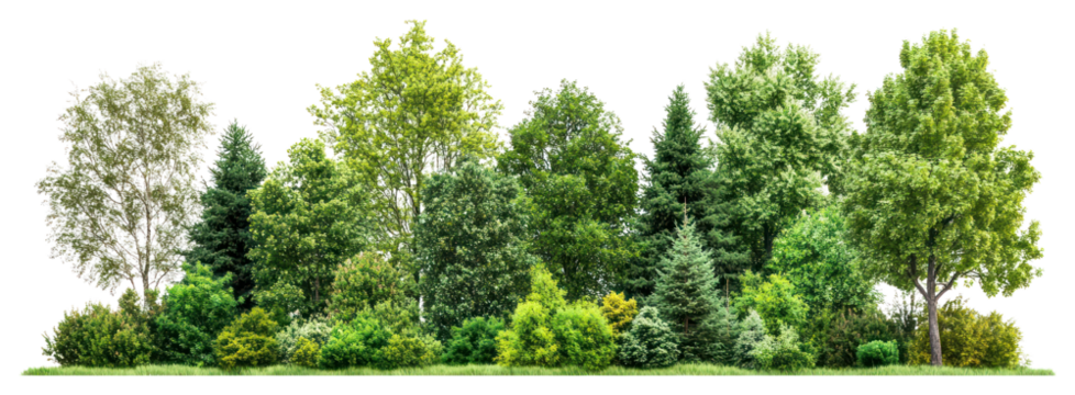 PNG Group of trees forest landscape outdoors.