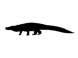 Silhouette of Nile crocodile. Wild reptile of Africa. Realistic wild vector animal