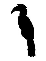 Silhouette Great hornbill Buceros bicornis. Tropical bird great Indian hornbil. Realistic wild bird of India and Southeast Asia © AnnstasAg