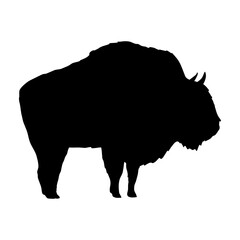 Silhouette of European bison. The wisent or the zubr. Realistic vector wild animals of Europe. Bialowieza Forest.