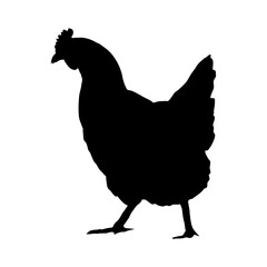 Silhouette of domestic chicken. Realistic domestic vector birds Gallus gallus domesticus.