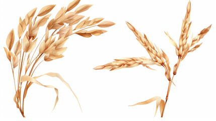 Wheat ears isolated on white background. Package design element with clipping path. Full depth of field 