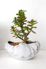 Bonsai Crassula in a white figured pot on a white background. Photo