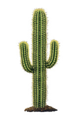Naklejka premium Botanical cactus image isolated perfect for home decor and design element