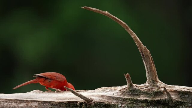 Male Cardinal in slow motion on dead fallen cedar log