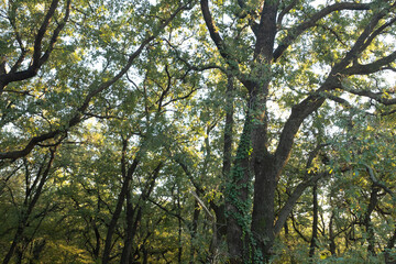 Sunlight Filtering Through Dense Forest Canopy in Late Afternoon – Peaceful Woodland Scene with Tall Trees and Lush Greenery