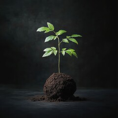 New Beginnings: A single, vibrant green plant sprouts from a rich ball of soil against a dark, atmospheric background, symbolizing growth, potential, and the beauty of nature.