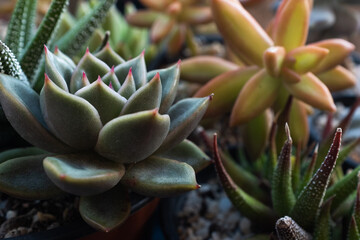 Close-Up of Echeveria and Haworthia Succulents – Rosette-Shaped and Spiky Succulent Plants with...