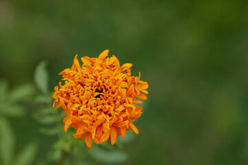 Close-up of Marigold flower blossom in garden