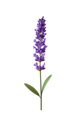 Obraz premium Lavender flower cluster isolated for peaceful decor scenes, spa branding, and lifestyle content.