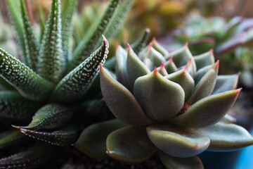 Close-Up of Echeveria and Haworthia Succulents – Rosette-Shaped and Spiky Succulent Plants with...