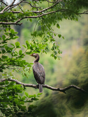 kormoran baum wasservogel